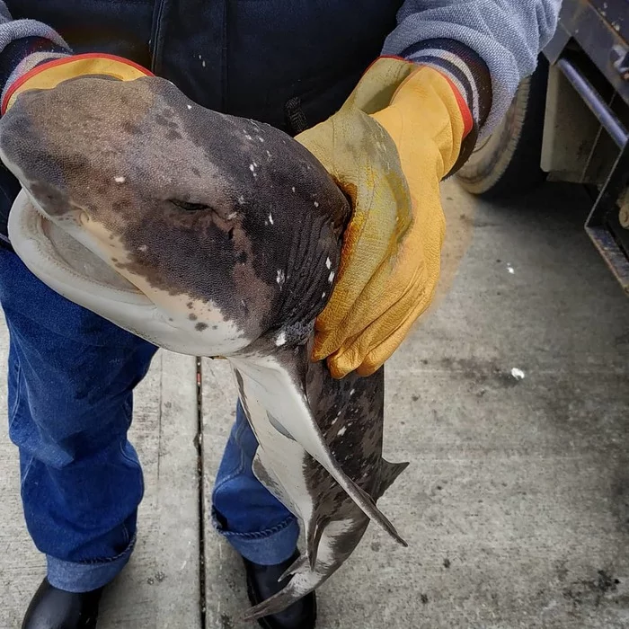 Fishing in Tasmania - My, Australia, Tasmania, Fishing, Shark, Longpost