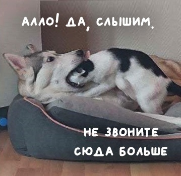 Dogphone - Humor, cat, Dog, Гусь, Picture with text