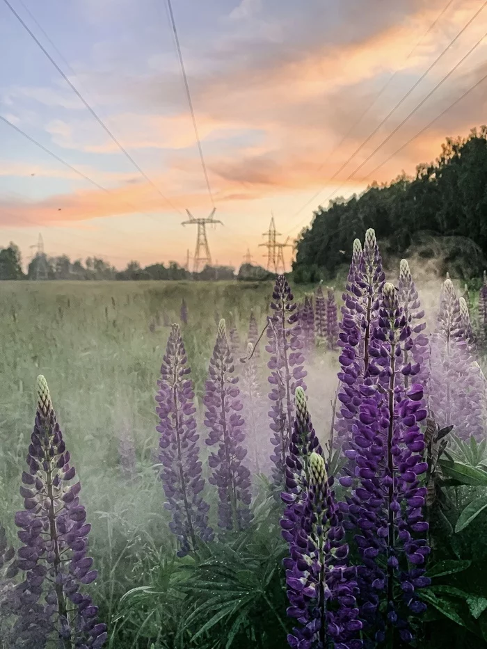 fields of lupins - My, Kazan, Nature, Field, Lupine, The photo