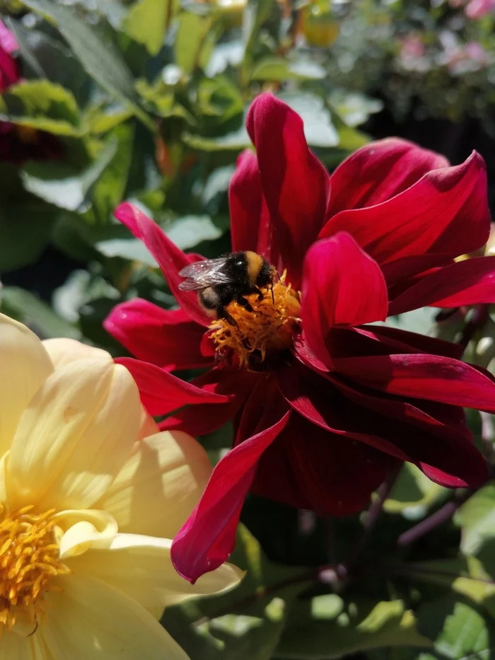 Bumblebee - My, Bumblebee, Dahlias, The photo, Insects, Flowers