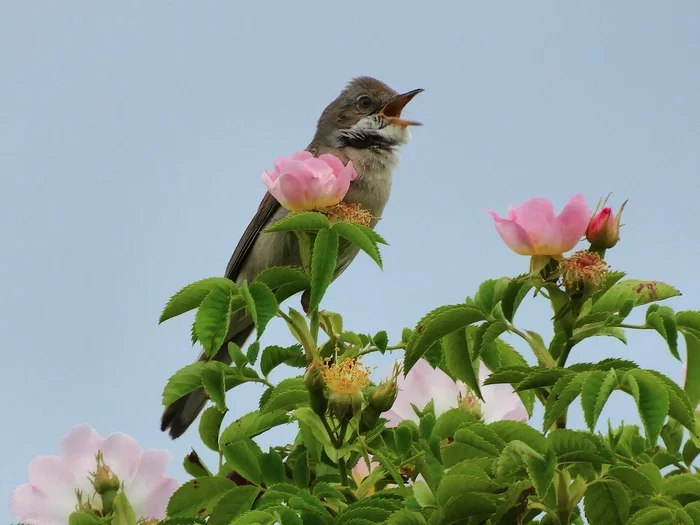 Warbler - My, Warbler, Birds, Songbirds