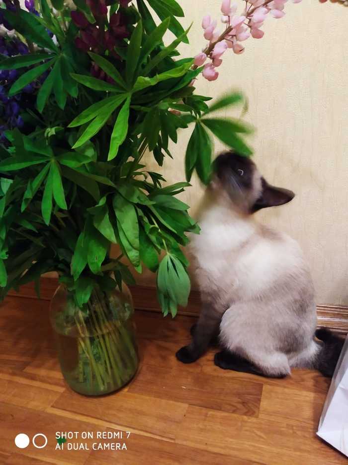 Smart camera redmi 7 or someone moved into a cat? - The photo, cat, Mekong Bobtail, Lupine, Longpost
