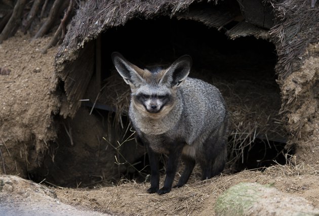 Big-eared fox - The national geographic, Africa, Wild animals, Video, Longpost, Animals, Big-eared fox, Fox