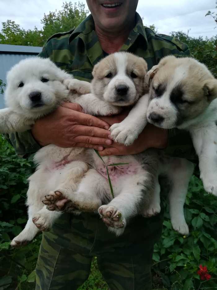 SAO, bundles of happiness) - My, Puppies, Milota, Alabai, Dog