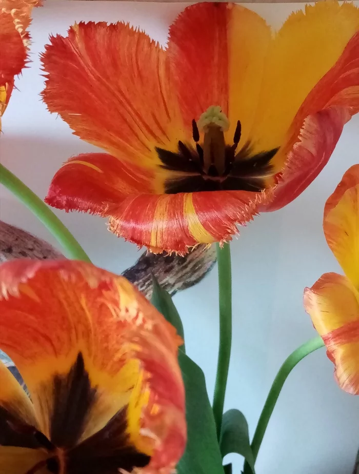 When reality is like a picture... - My, Flowers, The photo, Tulips