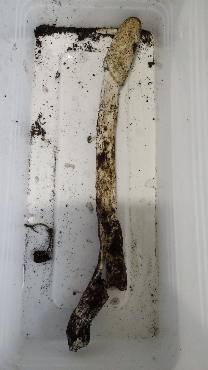 Гриб пикабушника