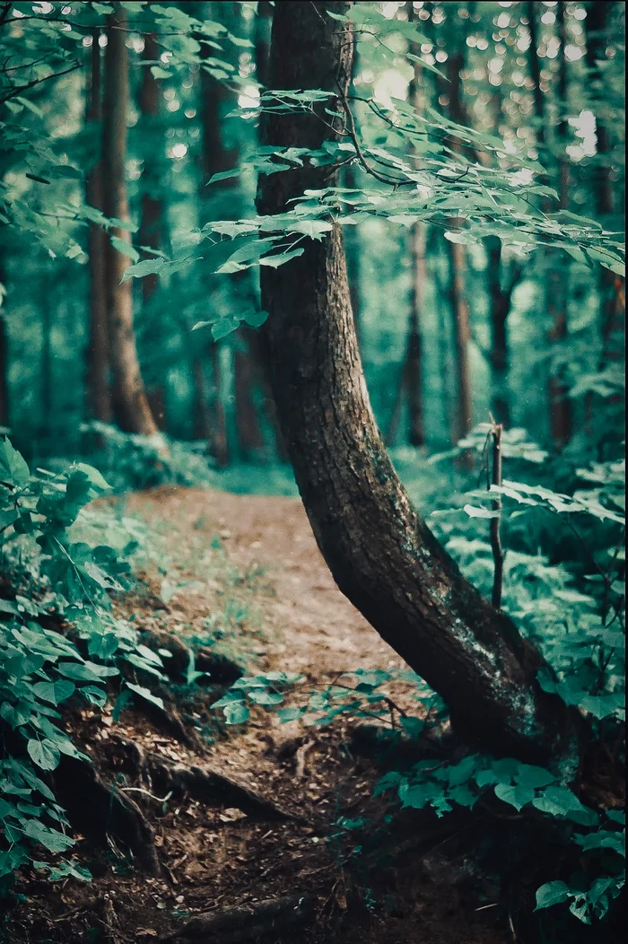 Bitsevsky Park - My, Moscow, The photo, Bitsevsky Park, Tree, The park