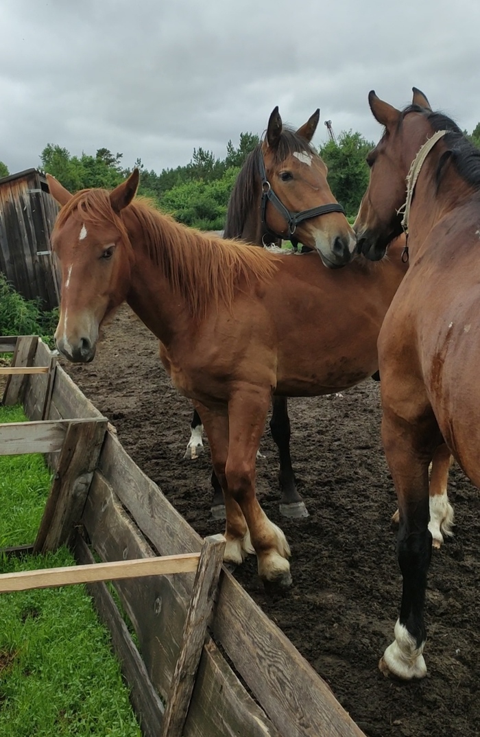 Ах, эта любовь