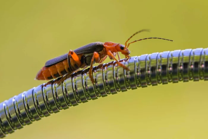 Fireman Beetle: Did you call 01? Who is he putting out? Mystery of childhood - Fireman Beetle, Жуки, Garden, Garden, Animals, Insects, Yandex Zen, Longpost