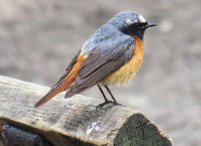 Горихвостка