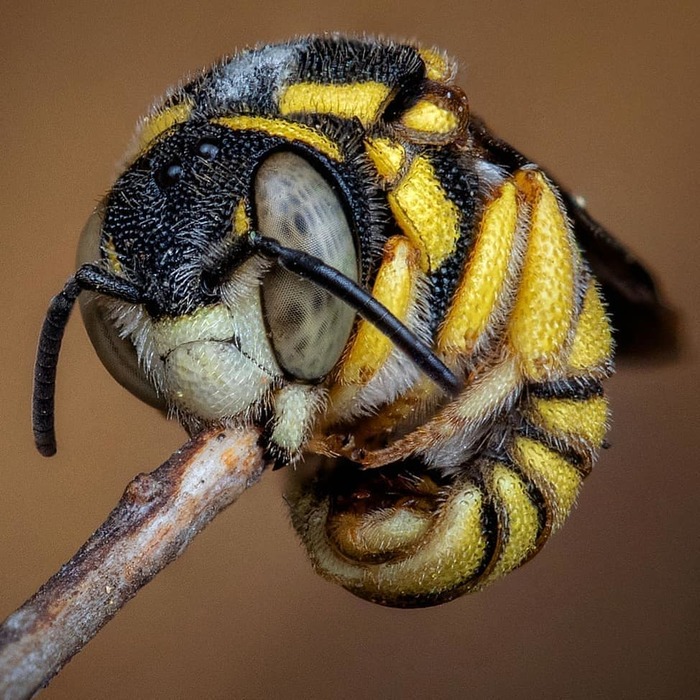 Пчела крупным планом