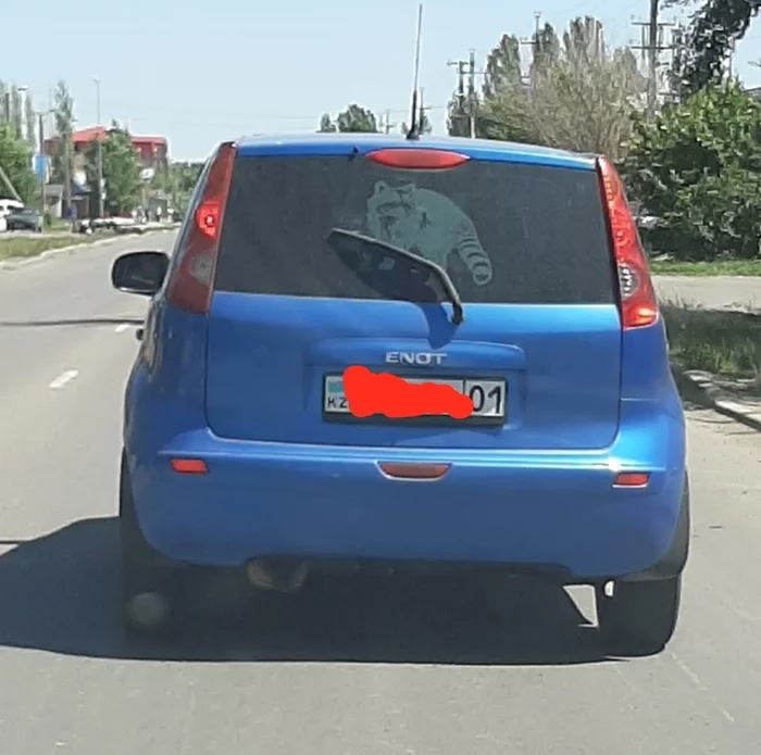 A raccoon was spotted yesterday in Astana - My, Astana, Nissan Note, Nissan, Self-irony, Kazakhstan