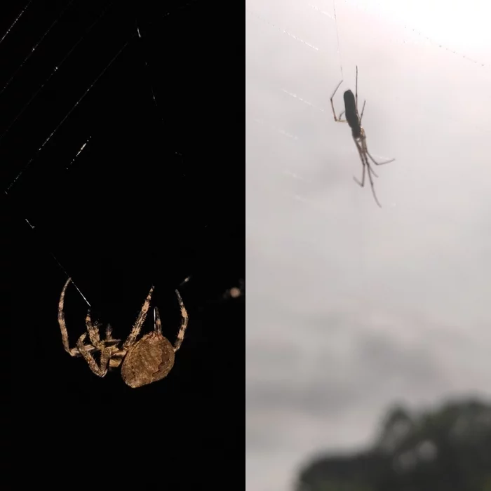 Can a spider take over someone else's web? - Spider, Arachnids, Web, Arachnology, Longpost