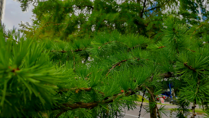 ���� ����