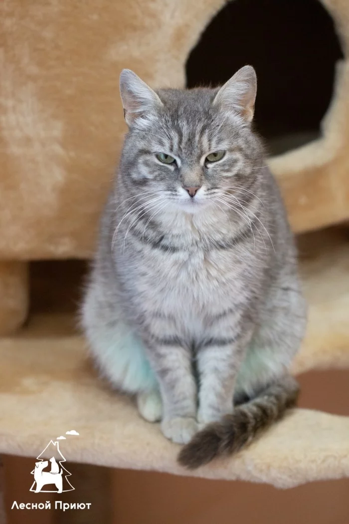 Imposing, cheeky Verona is looking for a loving family. Moscow. m. Myakinino - My, cat, In good hands, Animal shelter, Moscow, Pets, Longpost, No rating