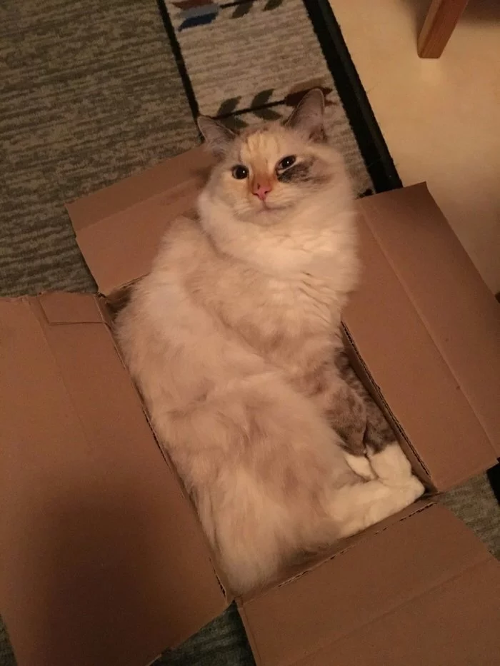 A package for you! - cat, Box, Box and cat, Funny animals