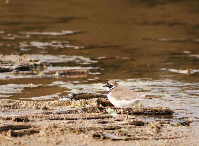 Little Plover - My, Birds, Nature, The photo, Beginning photographer