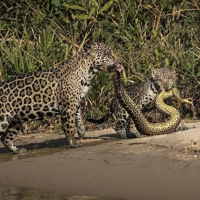 Successful hunt - The photo, Animals, Jaguar, Young, Anaconda, Brazil, wildlife