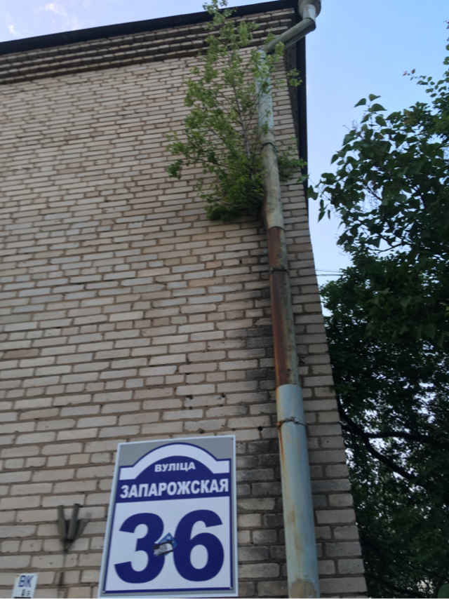 The birch tree blossomed above my window... - My, Birch, Plants