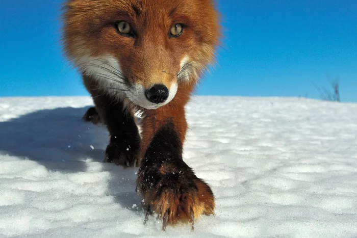 I am going to you! - Fox, Wild animals, Nature, The photo, Animals, Sergey Gorshkov