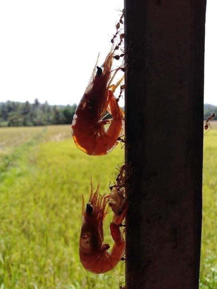 Tomorrow is Friday ... - Friday, Ants, Beer, Shrimps