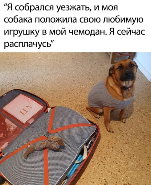 In hope - Dog, Picture with text, Suitcase, Milota, Soft toy