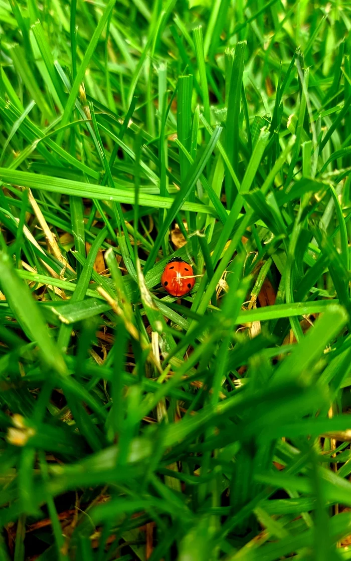 Park dweller - My, Nature, Photo on sneaker, Krasnodar, Insects