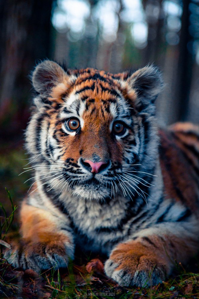 Ussuri tiger cub - Tiger, Amur tiger, Tiger cubs, Wild animals, Red Book, The national geographic, The photo, Big cats