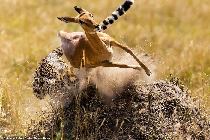 Consequences of exceeding the speed limit - Impala, Cheetah, Speed, Small cats, wildlife, Longpost, Cat family