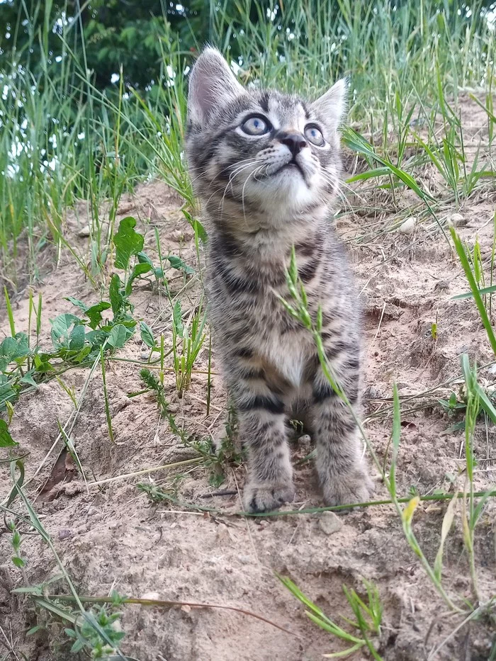 Tiger cub as a gift - My, cat, Mustachioed - Striped, Pets, In good hands, Presents, Video, Republic of Belarus, Zhodino, No rating