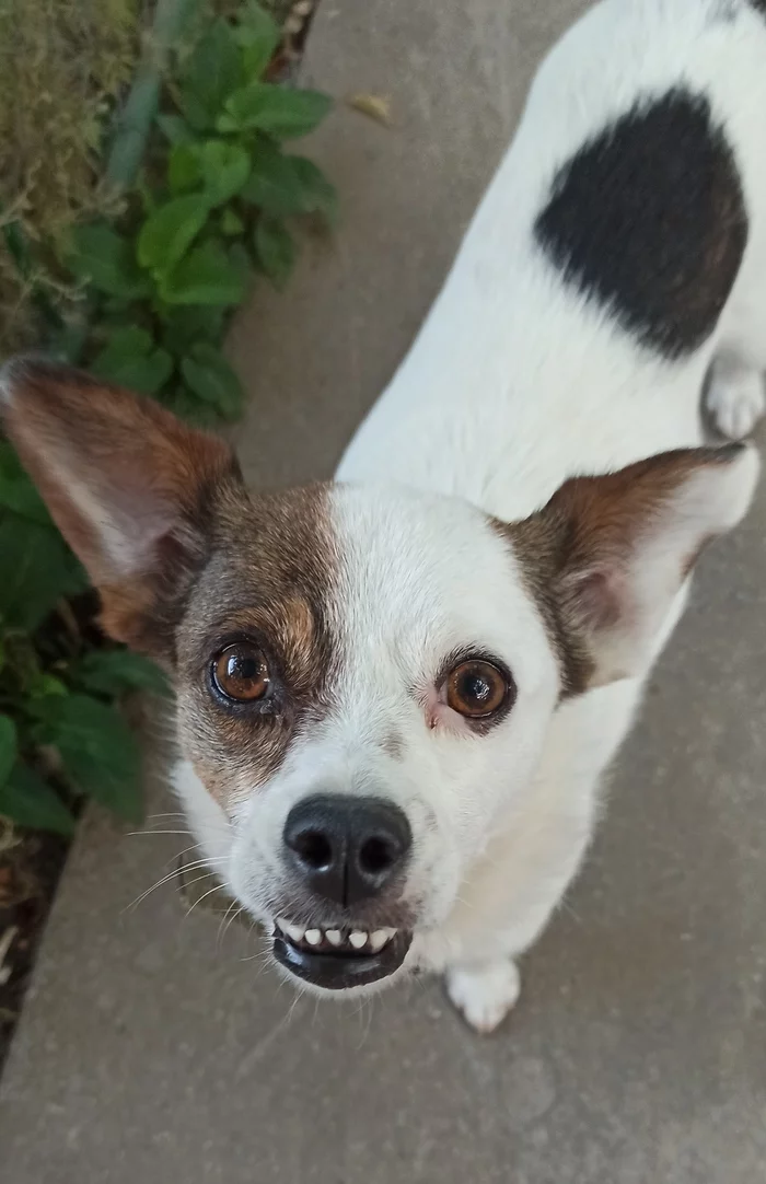 When asked why you don't smile in the photo - My, Dog, Pets, Smile, Longpost