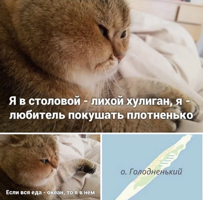 I love to eat - cat, From the network, Food
