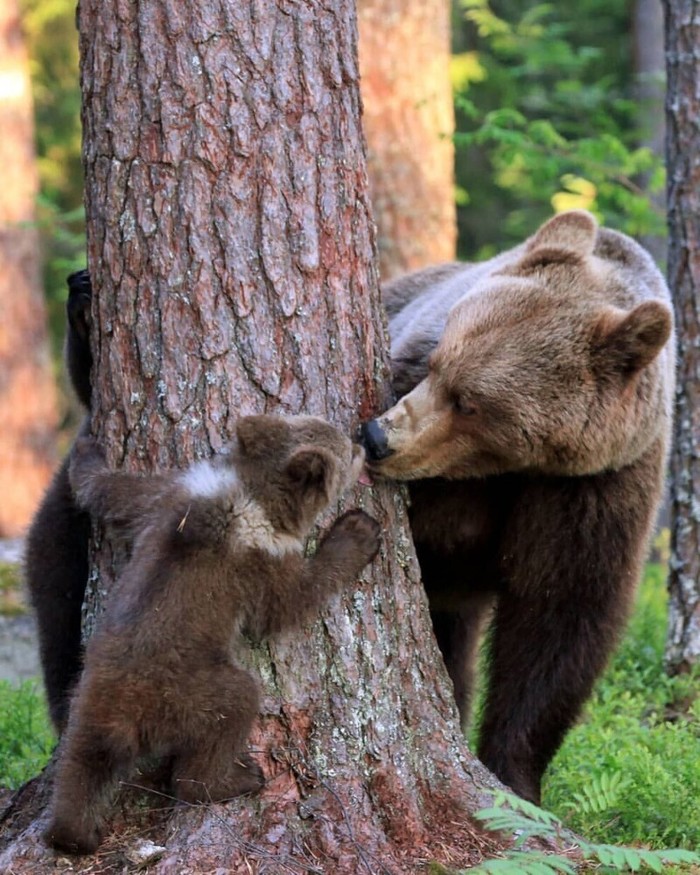Плохо спрятался. Нужно ещё тренироваться