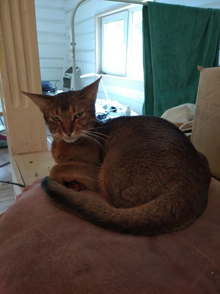 Cat named Pear #2 - My, cat, angry, Abyssinian cat