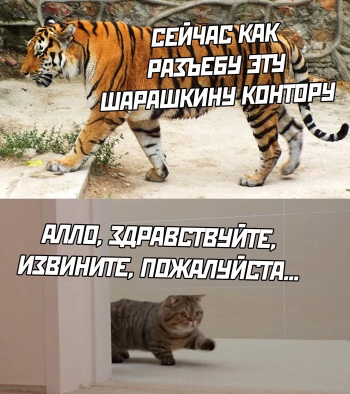 This is just me - I AM, Memes, cat, Mat, Expectation and reality