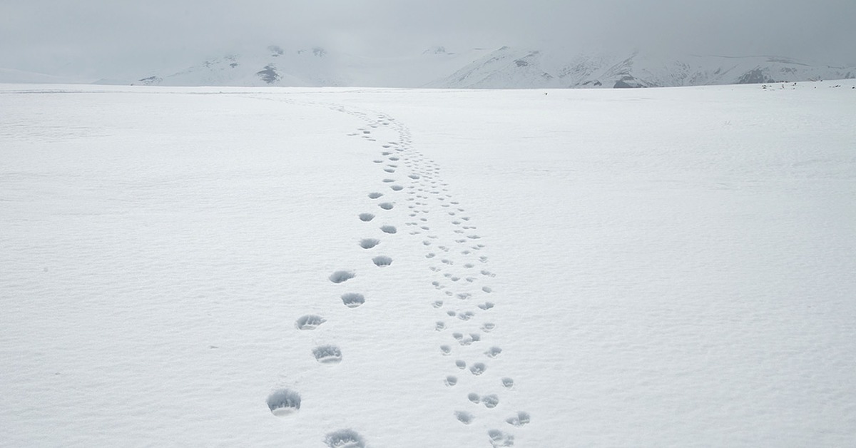 Заячьи и лисьи следы на снегу. Поволока и выволока следа. Следы медведя на снегу. Волчьи следы на снегу. Следы медвежонка на снегу.