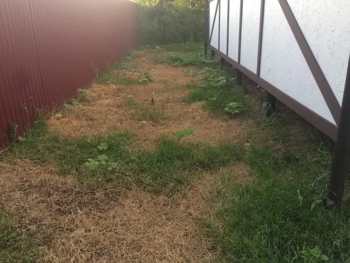 So, victory over the old hogweeds, but there are new ones - My, Hogweed, Earthlings vs. Hogweed, Longpost