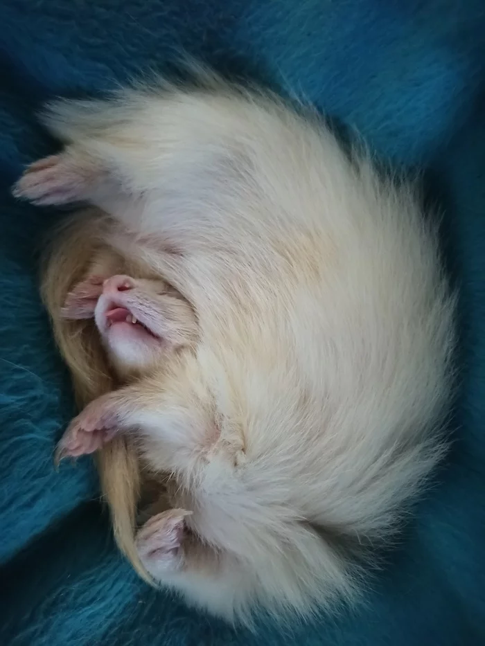 Comfortable - My, Ferret, Dream, Language