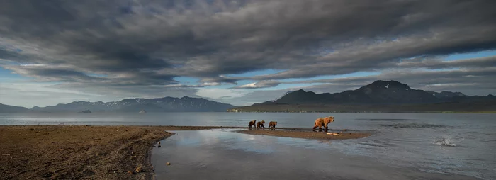 He won’t teach his mother anything bad! - The Bears, Brown bears, Young, Kamchatka, Kuril lake, Wild animals, Nature, The photo