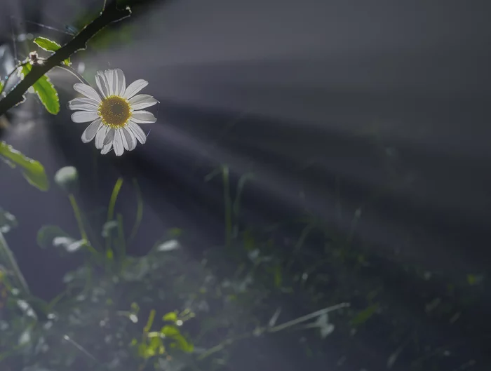 In the garden, where frost blows from the ground ... - My, Fog, Призрак, Macro, Night, Flowers, Garden, The photo, Light, Macro photography