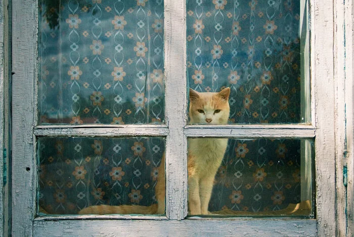 It's good when they're waiting for you at home... - cat, Mood