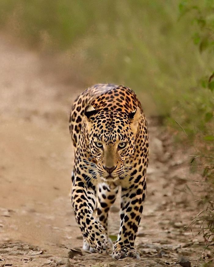 �������. � ��� � ���������� ������?