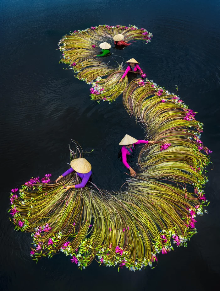 Annual water lily harvest in Vietnam! - Lily, Water lily, Collection, Harvest, Vietnam, Annually, Reddit