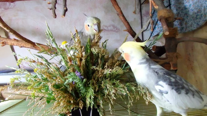 Green season 2020 - My, A parrot, Corella Bonya and Yasha, Sparrow Tosha, Nutrition, Greenery, Grass, Longpost