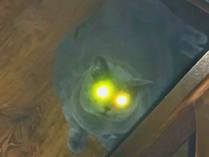 Hypnocat - Pets, Hypnotoad, cat, The photo, My
