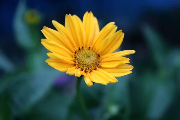 Flower - My, Summer, The photo, Flowers, Beginning photographer, Canon