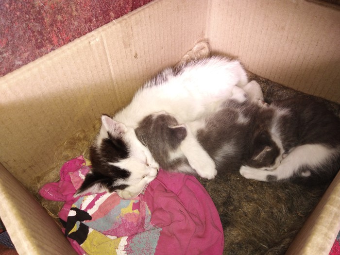 �� �� ����