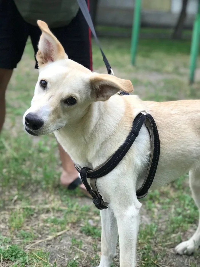 We'll put it in good hands - My, Dog, Kiev, Animals, In good hands, Longpost, No rating