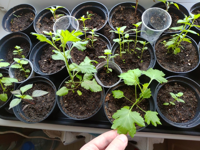 �������� �������