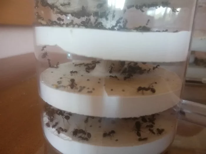 DIY formicarium for ants Tower type - My, Ants, With your own hands, Formicaria, Messor Structor, Longpost